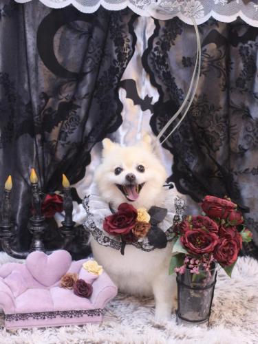 20231029ビビちゃん